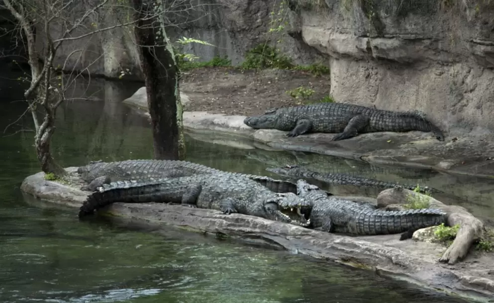 Un caiman arrastra a un beb de dos aos hacia un lago en hotel de Disney
