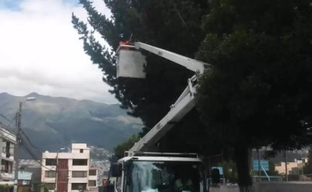 Lo que debe conocer sobre los rboles y el cableado elctrico