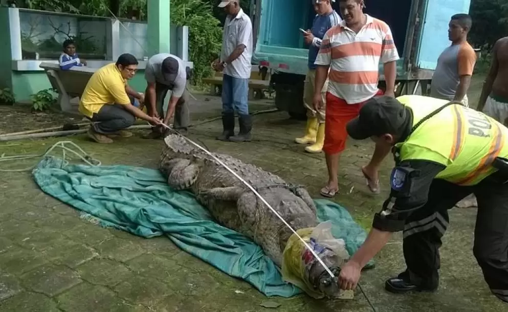 Cocodrilo capturado en Atacames fue liberado en la Reserva Ecolgica Manglares Churute