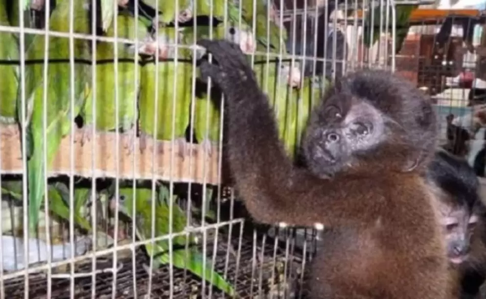 El cruel negocio del trfico de animales silvestres en Per