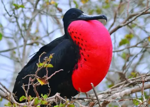 Las fragatas duermen mientras vuelan, revela estudio realizado en Galpagos