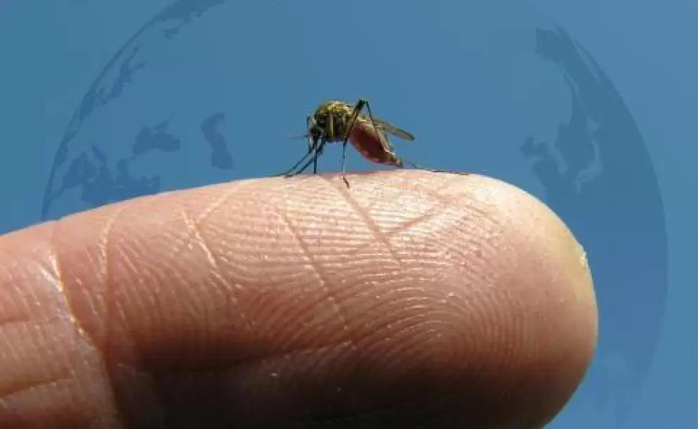 La OMS llama a la prevencin para erradicar la malaria