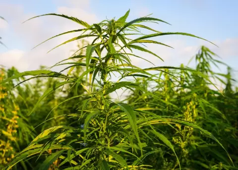 Gabriela Rivadeneira insiste debatir uso mdico de cannabis