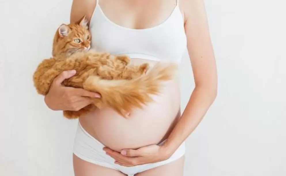 Toxoplasmosis, más que un problema de gatos