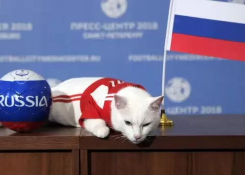 El gato Aquiles vaticina que Rusia ganar partido inaugural del Mundial 2018