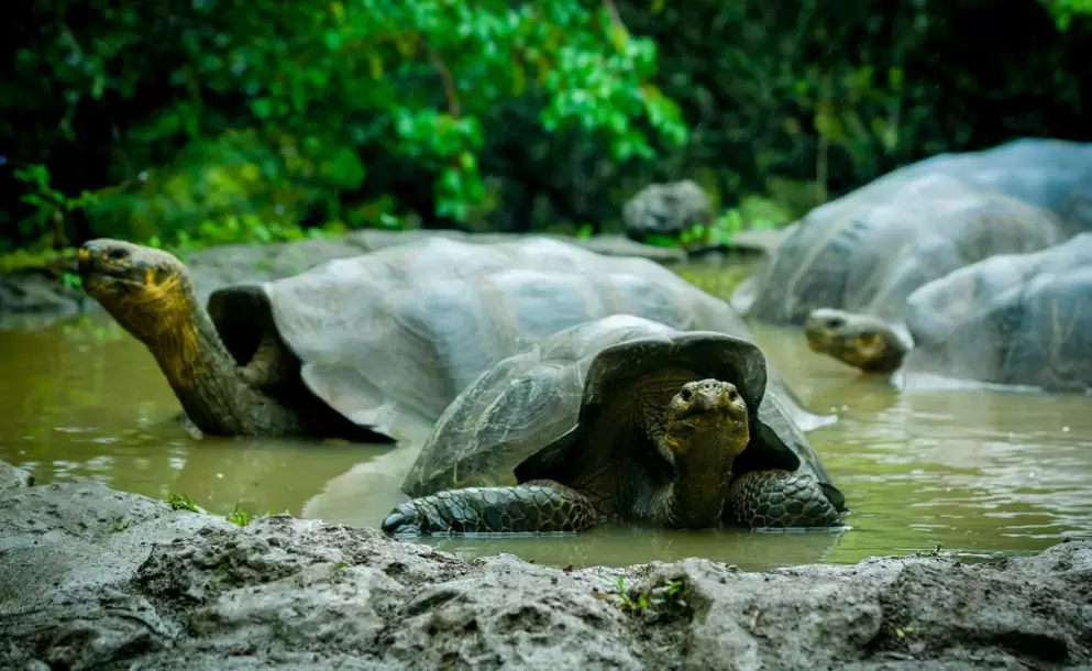 Perú envía a Ecuador 26 tortugas gigantes de Islas Galápagos