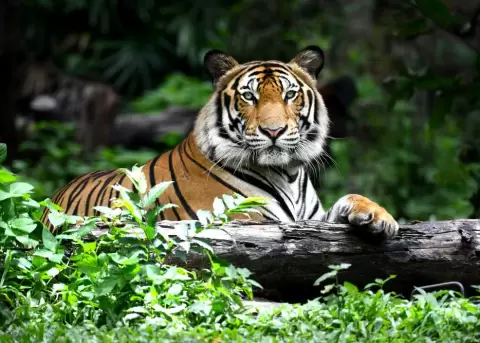 China legaliza el comercio de productos a base de tigre o rinoceronte