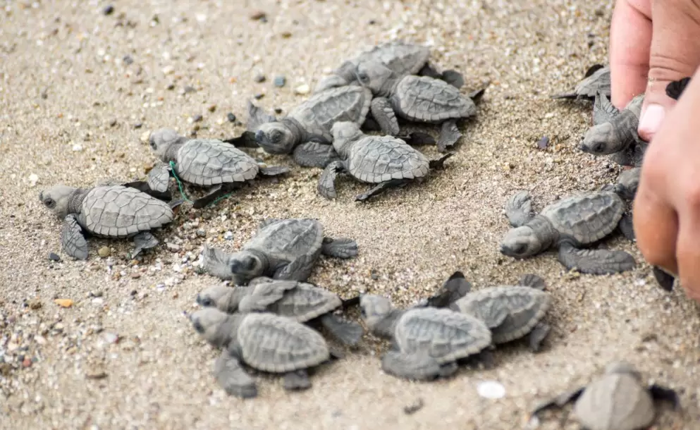 Galpagos: Son 123 las tortugas bebs robadas, segn Ministerio de Ambiente