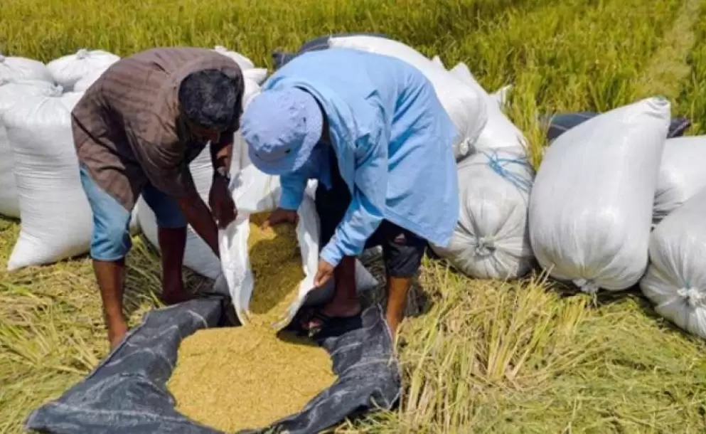 Ecuador exportar 64.000 toneladas de arroz pilado a Colombia