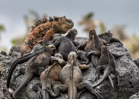 Ms de 1.000 iguanas vuelven a poblar la isla Santiago