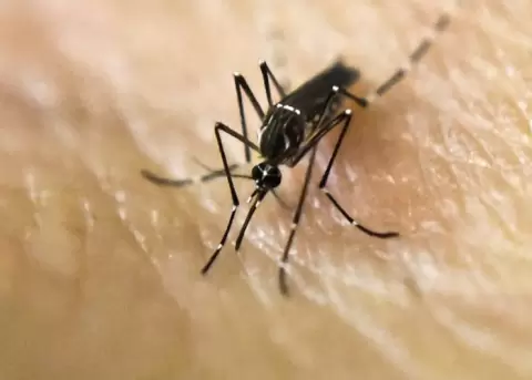 Alerta nacional por brote de dengue tras 456 muertes en Filipinas