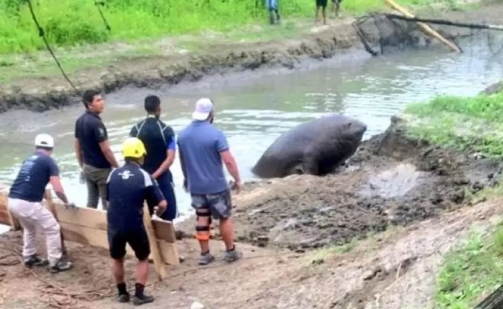 Elefante marino fue rescatado tras varios días varado en un estero de Babahoyo