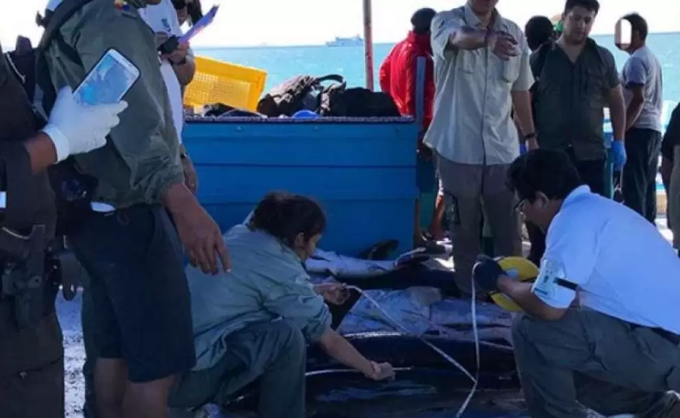 Ordenan prisin a 30 peruanos y un venezolano por pesca ilegal en Galpagos