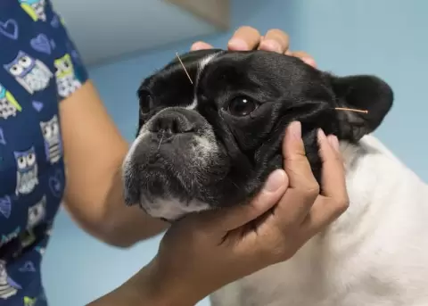 Acupuntura para mascotas, cmo funciona?