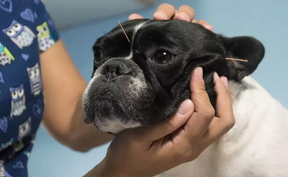 Acupuntura para mascotas, ¿cómo funciona?