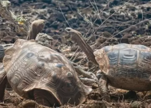 Cerca de 45 tortugas marinas eclosionaron en playa de Esmeraldas