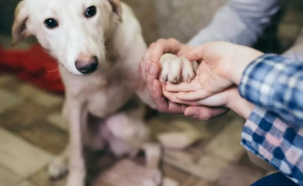 ¿Qué hacer si eres testigo del atropellamiento de un animal?