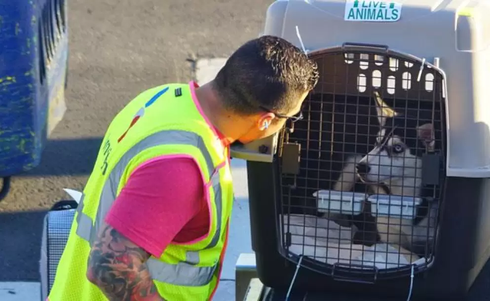 Dictan prisión preventiva contra propietario de agencia de viajes para mascotas