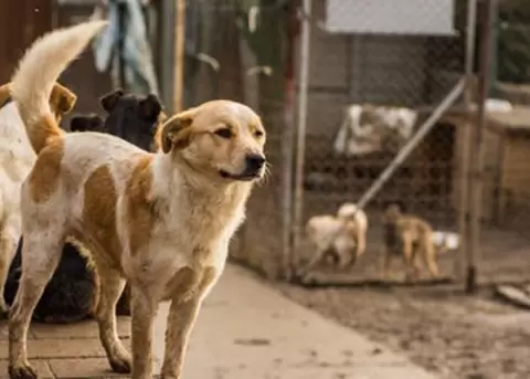 28 perros fallecieron por posible envenenamiento en Guaranda