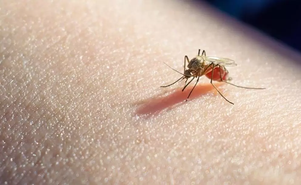 320 mil casos de malaria en 2019 en Venezuela