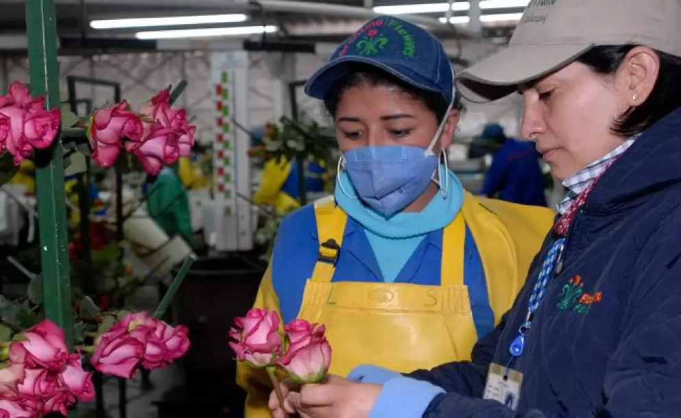 Sector florcola espera una reduccin del 80% de sus ventas por la emergencia sanitaria
