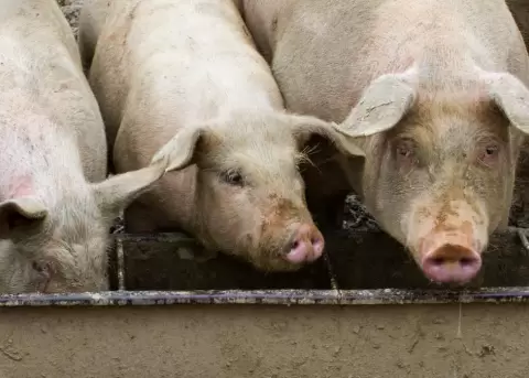 Un brote de peste porcina africana surgi� en Espa�a.