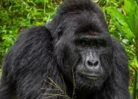 Cazadores furtivos asesinaron a Rafiki, uno de los �ltimos gorilas de lomo plateado