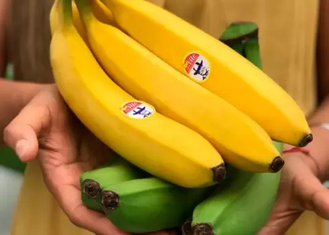 Daos de cultivos de banano por ceniza del Sangay seran solo estticos, segn Director de Exportadores de Banano