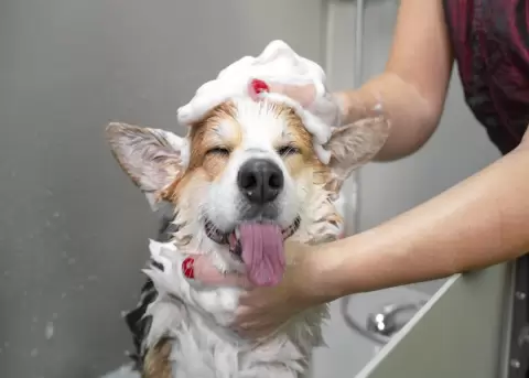 Qu debemos tomar en cuenta a la hora de baar a nuestro peludo?