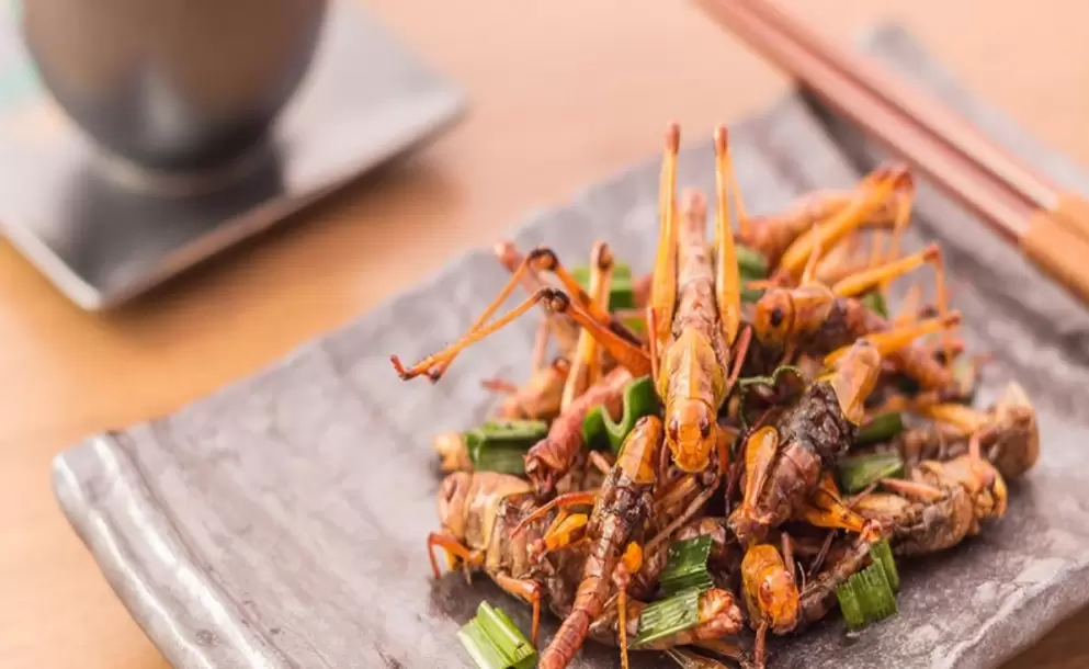 Por qu deberas comer grillos?