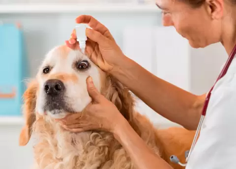 Oftalmologa veterinaria, cmo debemos cuidar los ojos de nuestras mascotas?