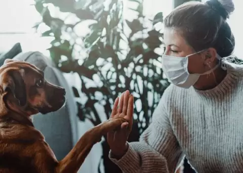 Perros son entrenados para detectar el COVID-19 con el olfato en Quito