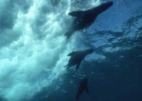 Yasunidos felicita el anuncio de una nueva reserva marina en Galpagos pero pide no olvidar a la Amazona