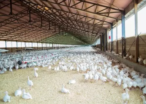 Industria av�cola: La producci�n nacional de ma�z amarillo se acab�