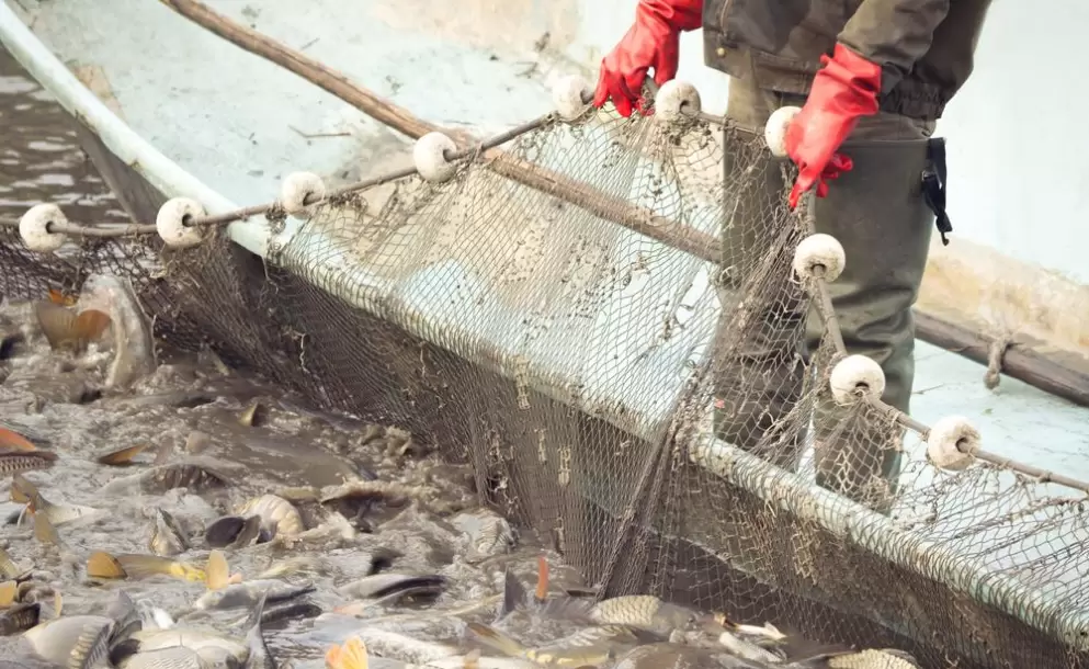 Los cambios de la Ley de Acuicultura y Pesca incluyen un ajuste de las infracciones, según asambleísta