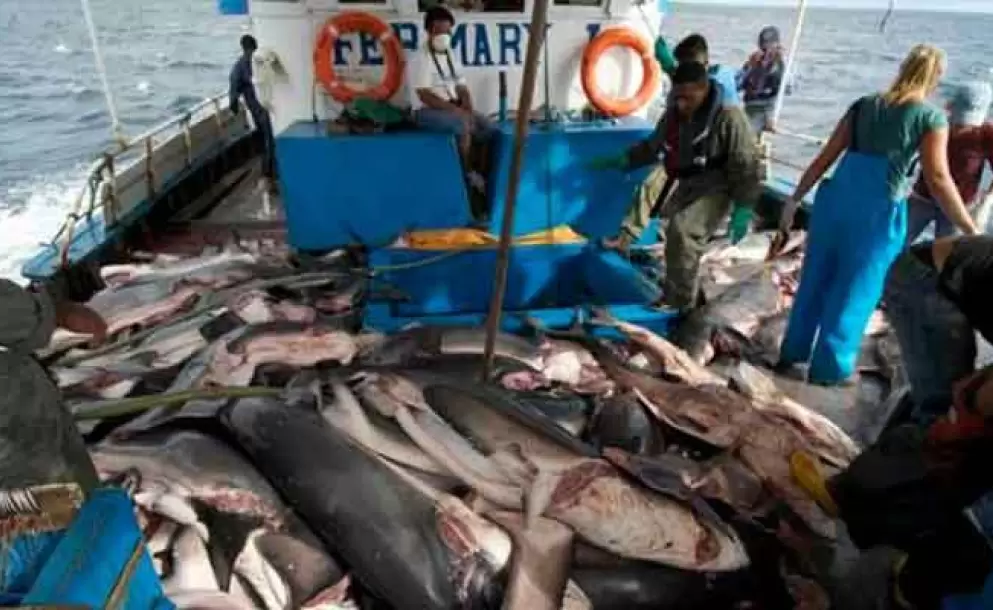 Grupos ambientalistas cuestionan la falta de una figura reglamentaria para la captura incidental en la Ley de Pesca