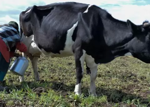 Peque�os productores de leche dicen que la Asamblea debate una ley con datos inexactos