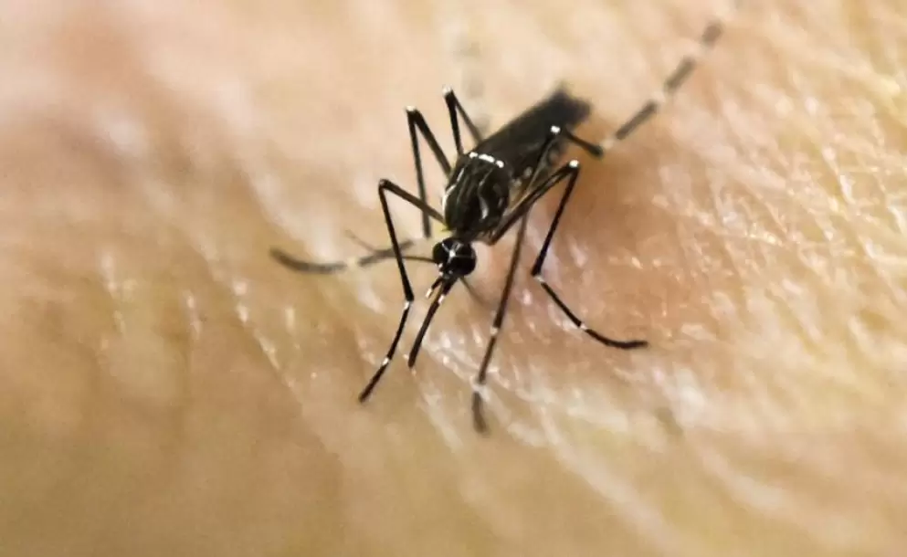 Ms de 58 mil casos y 17 muertes se han registrado a causa del dengue en el Per