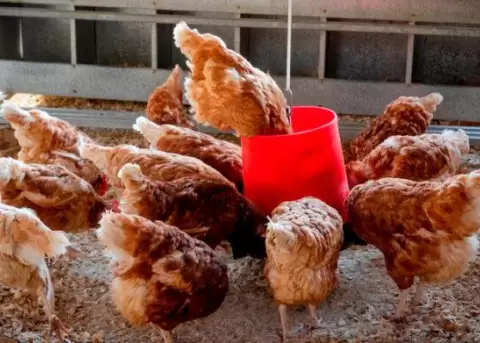 CONAVE: Consumo de pollo y huevos, ante el brote de influenza aviar, no constituye un riesgo para la salud