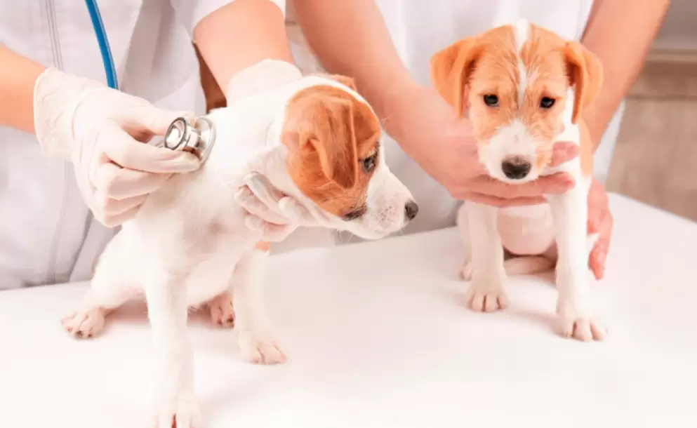 ¿Nuestras mascotas nos pueden enfermar?