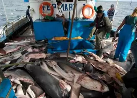 Declarar Reserva Marina a las primeras 8 millas costeras del Ecuador no proteger ninguna especie marina, afirma colectivo.