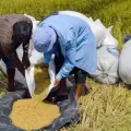 Gobierno iniciará compra de arroz el 4 de mayo con precios garantizados