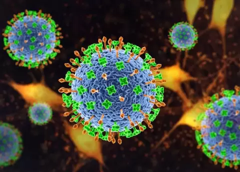 Ecuador activa la vigilancia epidemiol�gica ante en el Virus Nipahe