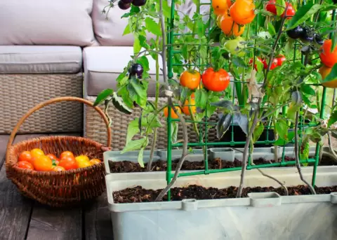 Cmo cultivar tus propios alimentos en espacios limitados?