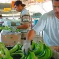 "Estamos a tiempo": sector bananero exige di�logo urgente y "sinergia" con el Gobierno para revisar el toque de queda