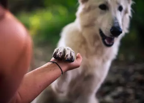 Cmo los animales impactan positivamente en la vida de las personas?