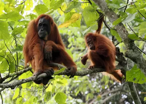 Orangutanes fueron rescatados del cautiverio ilegal.