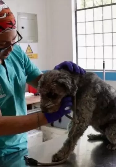 Cinco perros fueron rescatados por la UBA en San Isidro del Inca