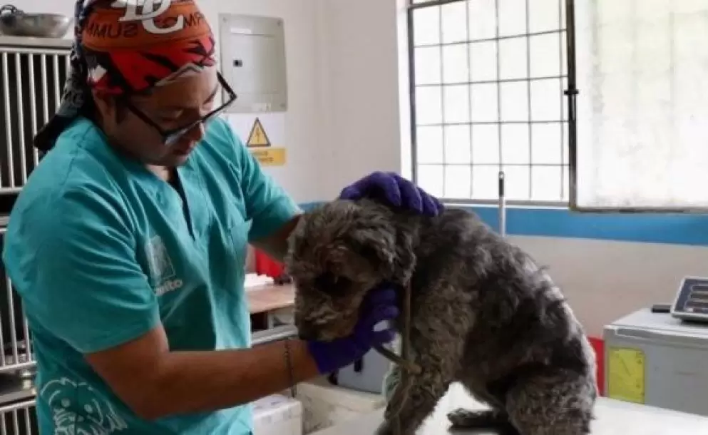 Cinco perros fueron rescatados por la UBA en San Isidro del Inca
