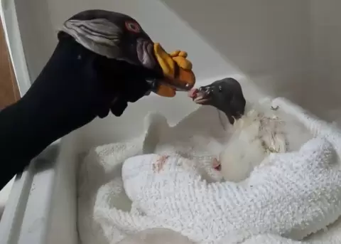 La tcnica de la marioneta de mano la utilizan desde hace 40 aos.